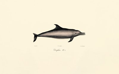 Gewone dolfijn (Delphinus delphis) door Jacques Christophe Werner
