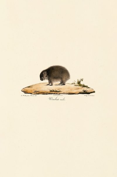 Wombat (Mannetje) door Jacques Christophe Werner
