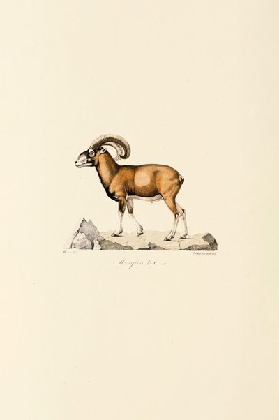 Corsicaanse Mouflon door Jacques Christophe Werner