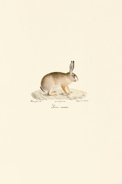 Europese Haas door Jacques Christophe Werner