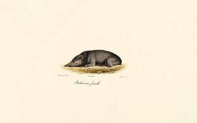 Vrouw Babirusa door Jacques Christophe Werner