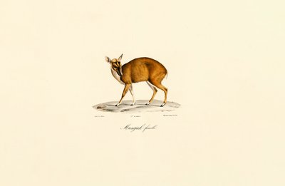 Female Muntjac door Jacques Christophe Werner