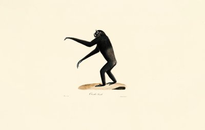 Vrouw Siamang door Jacques Christophe Werner