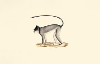 Hanuman Langoer door Jacques Christophe Werner