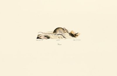  door Jacques Christophe Werner