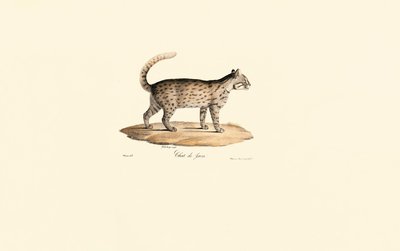 Luipaardkat (Prionailurus bengalensis) door Jacques Christophe Werner