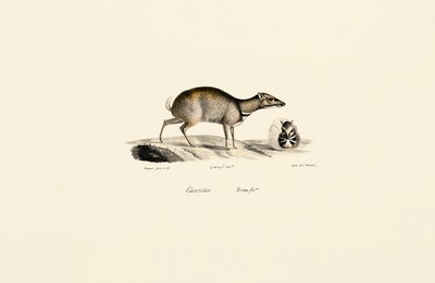 Kleine Muishert (Tragulus kanchil) door Jacques Christophe Werner