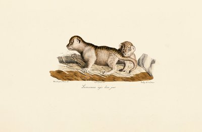 Leeuwenwelpen één dag oud door Jacques Christophe Werner