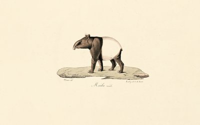 Maleise tapir door Jacques Christophe Werner