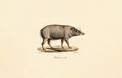 Mannelijk Babirusa door Jacques Christophe Werner