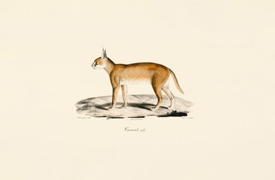 Mannelijke Caracal door Jacques Christophe Werner