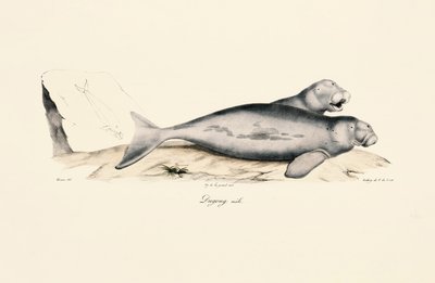 Male Dugong door Jacques Christophe Werner
