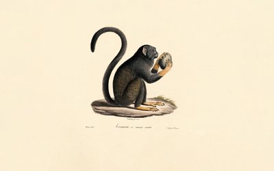 Mona aap met fruit door Jacques Christophe Werner