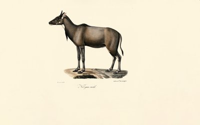 Nilgai Antilope (Nilgai, mannelijk) door Jacques Christophe Werner