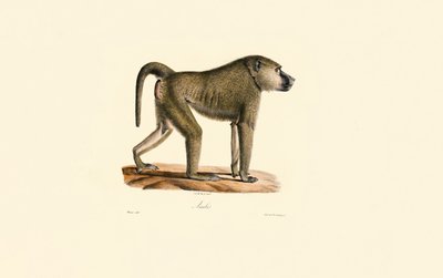 Olijf Baboon door Jacques Christophe Werner