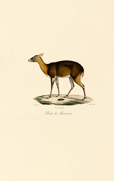 Filippijns gevlekt hert (Visayan Spotted Deer) door Jacques Christophe Werner