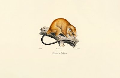 Roodbuikeekhoorn (Pithécidie Mélanure) door Jacques Christophe Werner