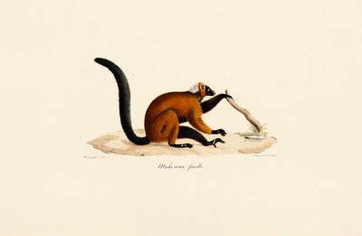 Roodpootmaki door Jacques Christophe Werner