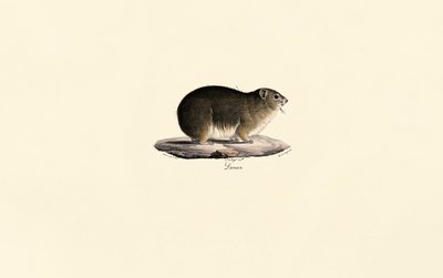 Rotsvuurvlinder door Jacques Christophe Werner