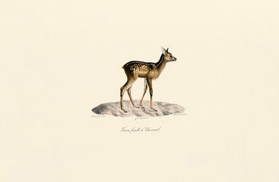Roe Deer Fawn door Jacques Christophe Werner