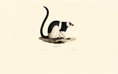 Gekuifde Maki door Jacques Christophe Werner