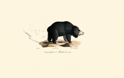 Luiaardbeer (oude jongleerbeer) door Jacques Christophe Werner