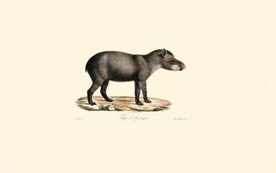 Zuid-Amerikaanse Tapir door Jacques Christophe Werner