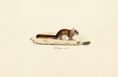 Zuidelijke vliegende eekhoorn (mannetje) door Jacques Christophe Werner