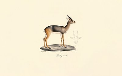 Zuidelijke rietbok (Révebi Antilope, mannetje) door Jacques Christophe Werner