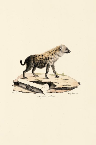 Gevlekte Hyena door Jacques Christophe Werner