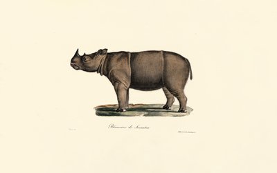 Sumatraanse neushoorn door Jacques Christophe Werner