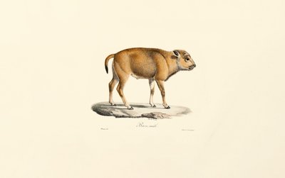 Takin (Budorcas taxicolor) door Jacques Christophe Werner