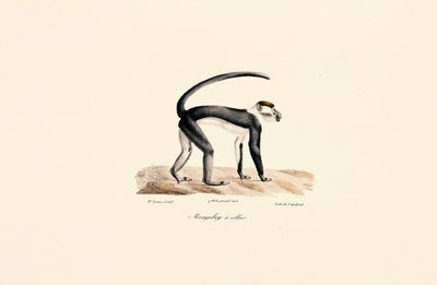 Witgekraagde mangabey (Cercocebus torquatus) door Jacques Christophe Werner