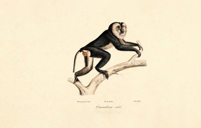 Mangabey (mannetje) door Jacques Christophe Werner