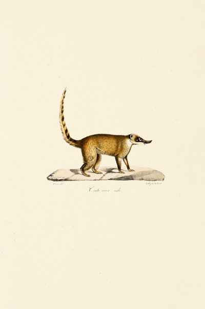 Witneus Coati (mannetje) door Jacques Christophe Werner