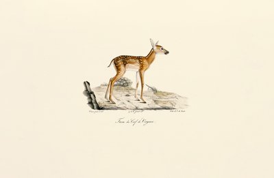 Witstaarthert - Reekalf door Jacques Christophe Werner