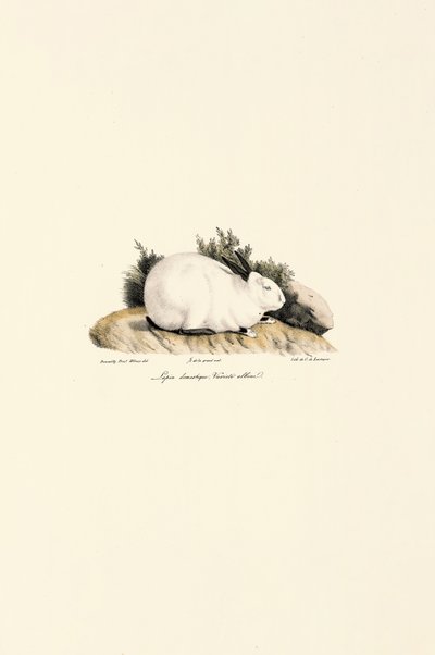  door Jacques Christophe Werner