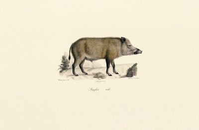 Wild zwijn door Jacques Christophe Werner