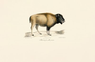 Jonge Amerikaanse bizon door Jacques Christophe Werner