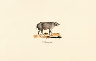 Jonge mannelijke Babirusa door Jacques Christophe Werner