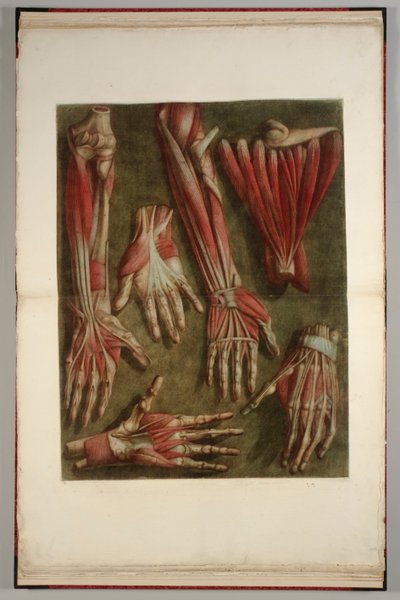Een groep ontlede handen, 1745-46 door Jacques Fabien Gautier dAgoty