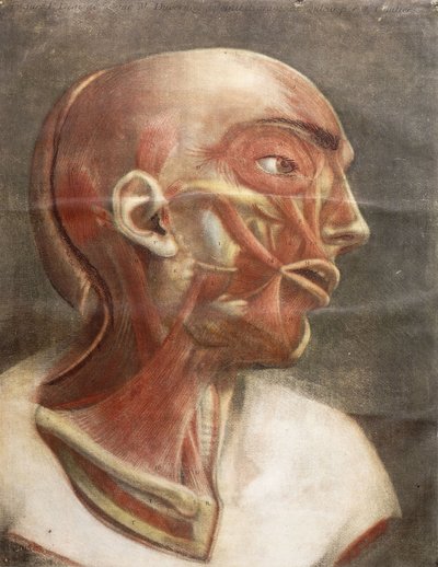 Anatomisch Hoofd, uit "Myologie complete en couleur et grandeur naturelle", 1746 door Jacques Fabien Gautier dAgoty