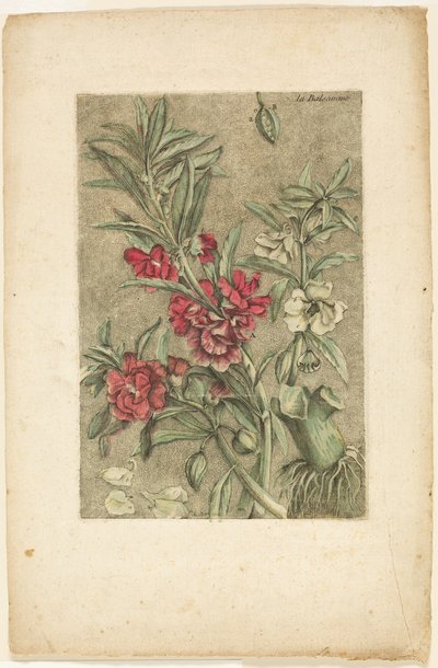 Impatiens, van Collection des plantes usuelles, curieuses, et étrangères door Jacques Fabien Gautier d