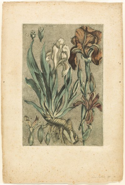 Iris Florentina, uit Collection des plantes usuelles, curieuses, et étrangères door Jacques Fabien Gautier d