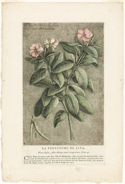 De maagdenpalm van Java, uit de verzameling van gebruikelijke, vreemde en vreemde planten door Jacques Fabien Gautier d