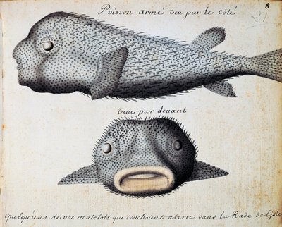 Gepantserde vis, voor- en zijaanzichten, Sao Vicente eiland, Kaapverdië, aquarel uit logboek door Jacques Gouin de Beauchesne