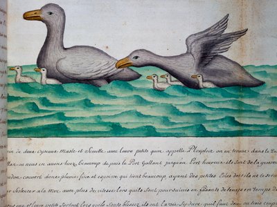 Eenden genaamd Ploplos, Straat van Magellan, aquarel uit logboek door Jacques Gouin de Beauchesne, kapitein van Compagnie royale de la Mer du Sud, van 1698 tot 1701, Frankrijk door Jacques Gouin de Beauchesne