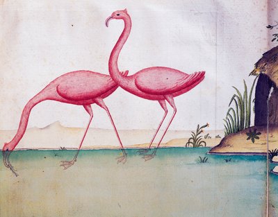 Roze flamingo