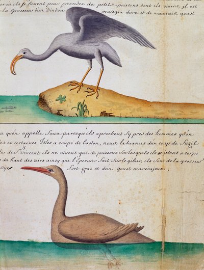 Onbekende vogel en vogel genaamd Foux (Booby), Sao Vicente eiland, Kaapverdië, aquarel uit logboek door Jacques Gouin de Beauchesne, kapitein van Compagnie royale de la Mer du Sud, van 1698 tot 1701, Frankrijk door Jacques Gouin de Beauchesne