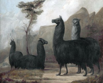 Alpaca